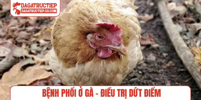 Bệnh phổi ở gà