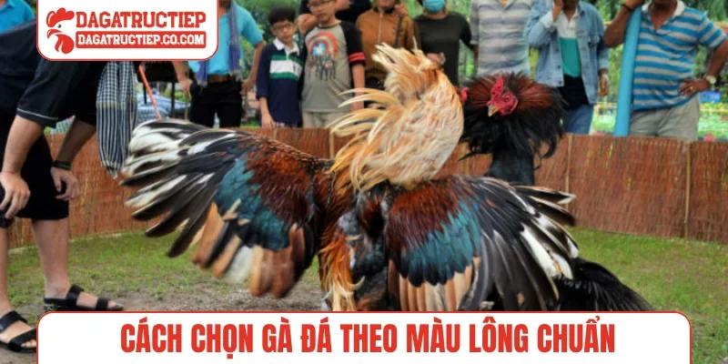 Cách chọn gà đá theo màu lông chuẩn
