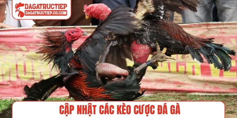 Cập nhật các kèo cược đá gà