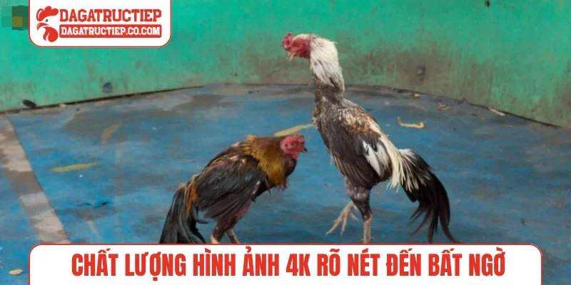 Chất lượng hình ảnh 4K rõ nét đến bất ngờ