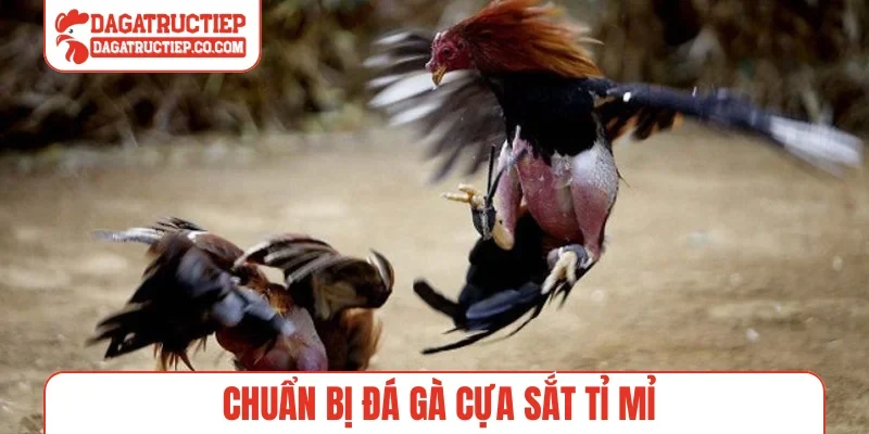 Chuẩn bị đá gà cựa sắt tỉ mỉ