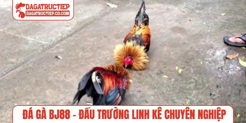 Đá gà BJ88