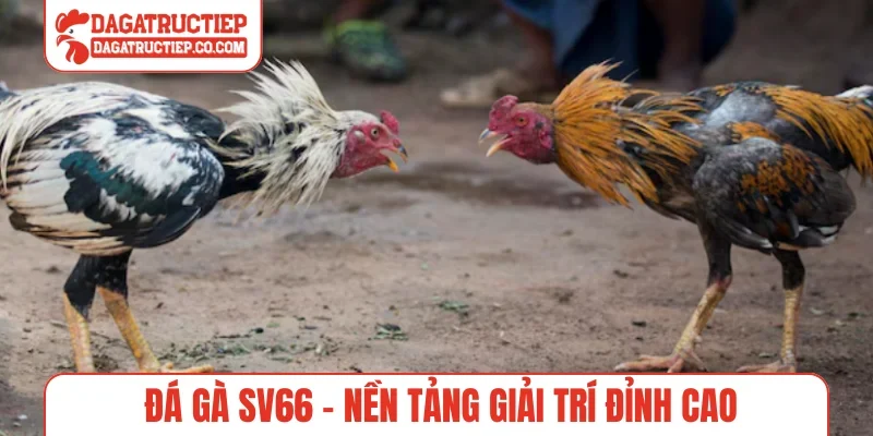 Đá gà SV66