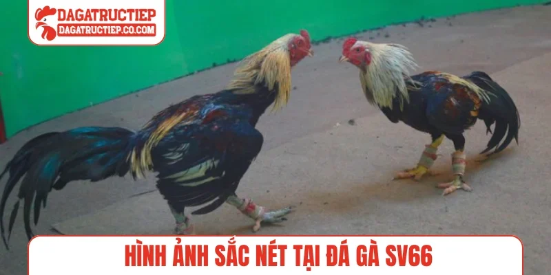 Hình ảnh sắc nét tại đá gà SV66
