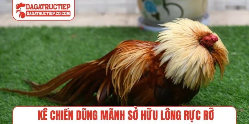 Kê chiến dũng mãnh sở hữu lông rực rỡ