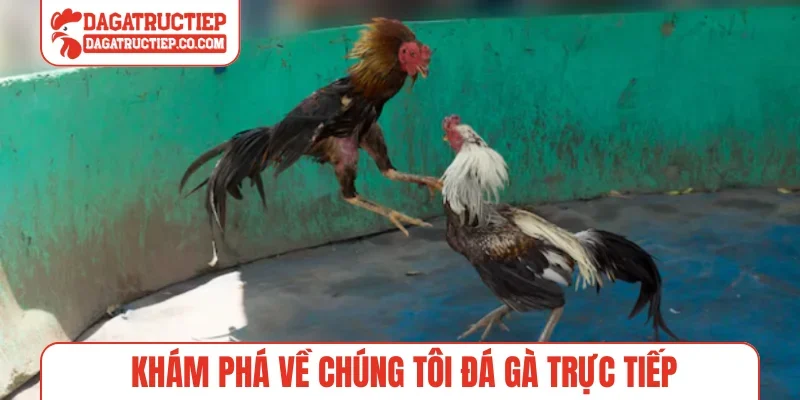Khám phá về chúng tôi Đá Gà Trực Tiếp
