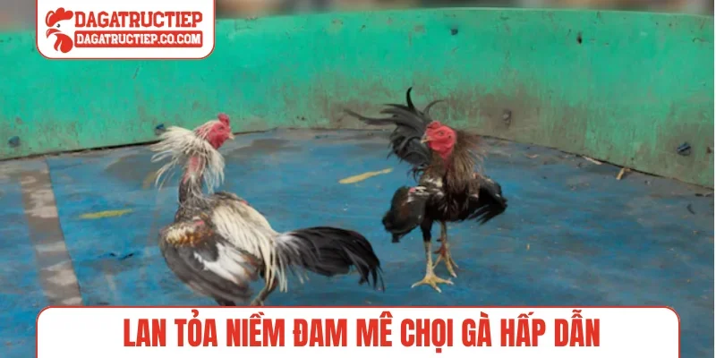 Lan tỏa niềm đam mê chọi gà hấp dẫn