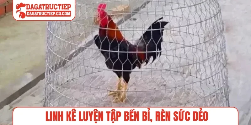 Linh kê luyện tập bền bỉ, rèn sức dẻo