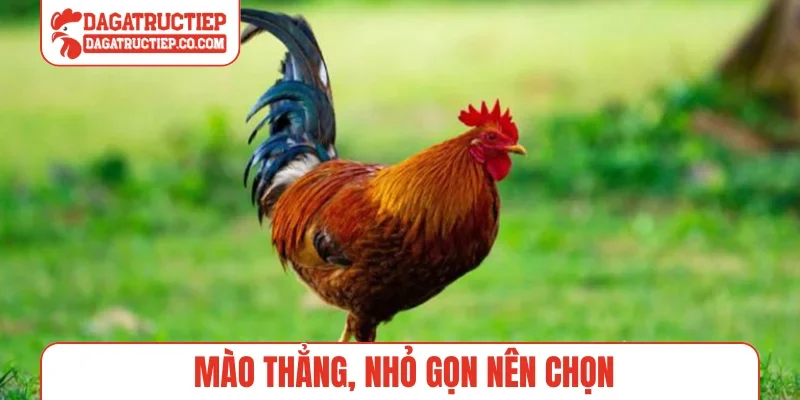 Mào thẳng, nhỏ gọn nên chọn