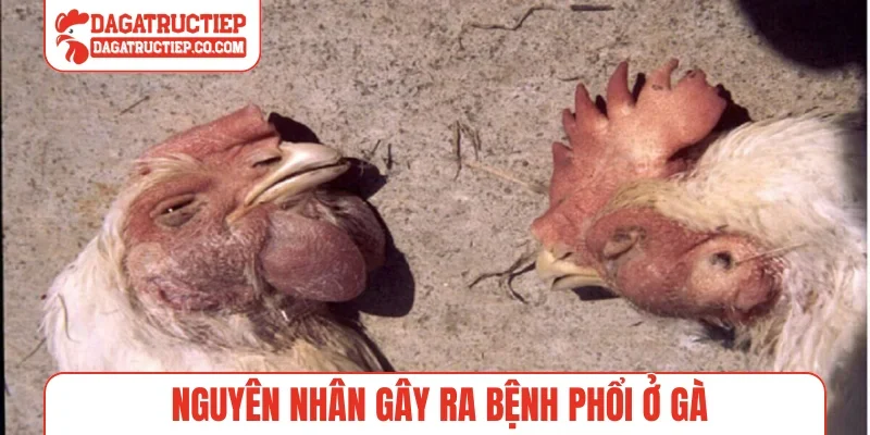Nguyên nhân gây ra bệnh phổi ở gà