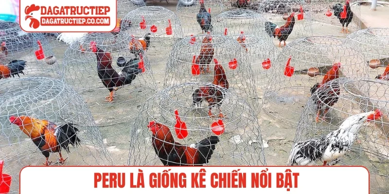 Peru là giống kê chiến nổi bật