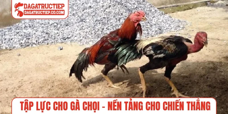 Tập lực cho gà