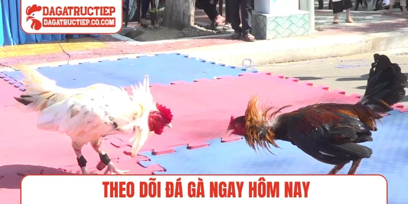 Theo dõi đá gà ngay hôm nay