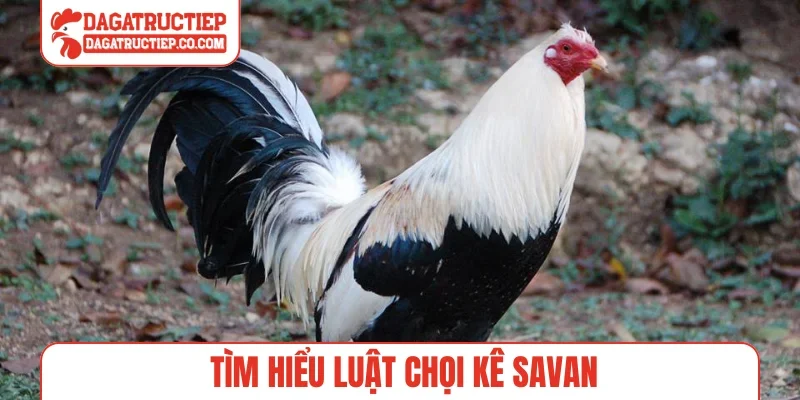 Tìm hiểu luật chọi kê Savan