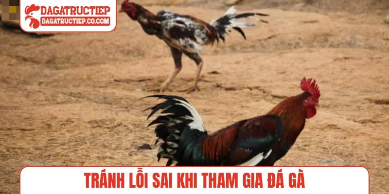 Tránh lỗi sai khi tham gia đá gà