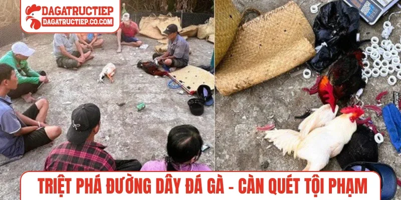 Triệt phá đường dây đá gà