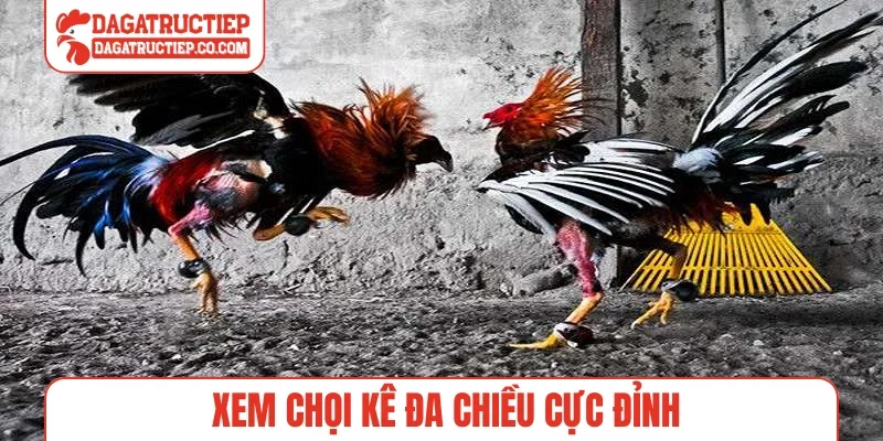 Xem chọi kê đa chiều cực đỉnh
